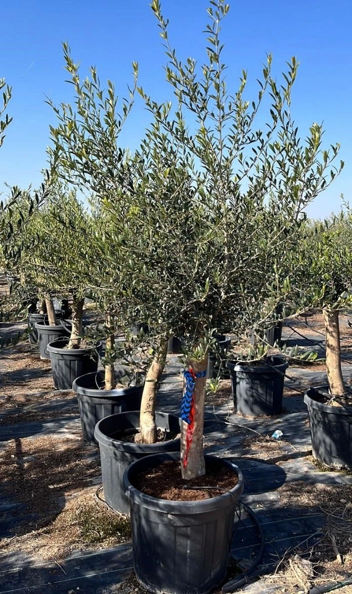 Olijfboom Als Solitair 25/30cm (Olea Europaea) 7 Olijfboom Als Solitair 25/30cm (Olea Europaea) - Afbeelding 5