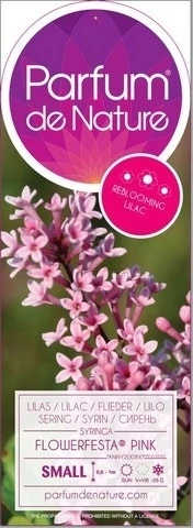 Sering (Syringa Flowerfesta® 'Pink')