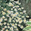Kamille (Anthemis Carpatica 'Karpatenschnee') -Tuinplanten Winkel fm 878751 1