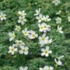 Waterviolier (Hottonia Palustris) -Tuinplanten Winkel fm 880884 2