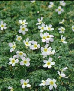 Waterviolier (Hottonia Palustris)