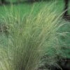 Vedergras (Stipa Tenuifolia)
