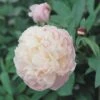 Pioenroos (Paeonia Lactiflora 'Shirley Temple') -Tuinplanten Winkel fm 95310161 1