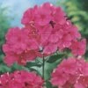 Vlambloem (Phlox 'Elisabeth Arden') -Tuinplanten Winkel fm 957516 1