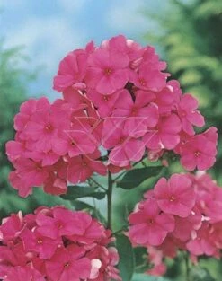 Vlambloem (Phlox 'Elisabeth Arden')