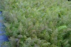 Venkel (Foeniculum Vulgare 'Purpureum') -Tuinplanten Winkel foeniculum purpureum lm01