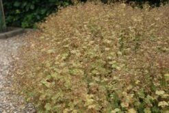 Venkel (Foeniculum Vulgare) 10 Venkel (Foeniculum Vulgare) -Tuinplanten Winkel foeniculum vulgare 1