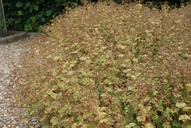 Venkel (Foeniculum Vulgare) 6 Venkel (Foeniculum Vulgare) - Afbeelding 4