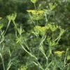 Venkel (Foeniculum Vulgare) -Tuinplanten Winkel foeniculum vulgare 2