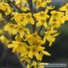 Bloeiende Haag, Hoog -Tuinplanten Winkel forsythia 1