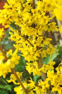 Chinees Klokje (Forsythia 'Goldrausch')
