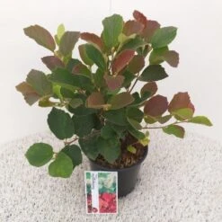 Flessenborstelstruik (Fothergilla Major) -Tuinplanten Winkel fothergilla major