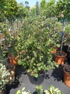 Flessenborstelstruik (Fothergilla Major) -Tuinplanten Winkel fothergilla major 100 125 cont
