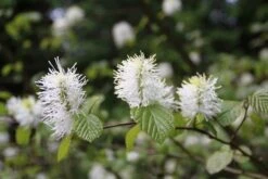 Flessenborstelstruik (Fothergilla Major) -Tuinplanten Winkel fothergilla major 1