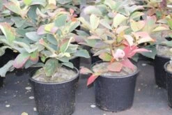 Flessenborstelstruik (Fothergilla Major) -Tuinplanten Winkel fothergilla major 1 1