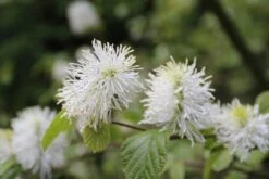 Flessenborstelstruik (Fothergilla Major) -Tuinplanten Winkel fothergilla major 2