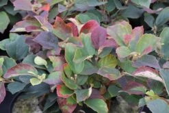 Flessenborstelstruik (Fothergilla Major) -Tuinplanten Winkel fothergilla major 2 1