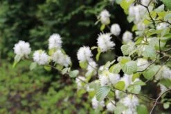 Flessenborstelstruik (Fothergilla Major) -Tuinplanten Winkel fothergilla major 3