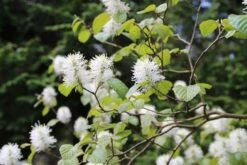 Flessenborstelstruik (Fothergilla Major) -Tuinplanten Winkel fothergilla major 4
