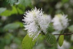 Flessenborstelstruik (Fothergilla Major) -Tuinplanten Winkel fothergilla major 5