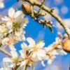 Amandelboom (Prunus Dulcis) -Tuinplanten Winkel fotolia 100958242 s