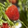 Aardbei (Fragaria Ananassa ‘Tenira’) 1 Aardbei (Fragaria Ananassa ‘Tenira’) -Tuinplanten Winkel fragaria ananassav01