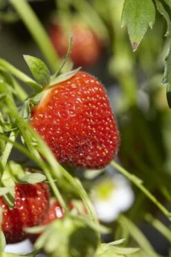Aardbei (Fragaria Ananassa ‘Korona’)