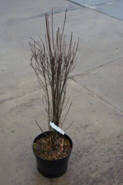 Smalbladige Vuilboom (Frangula Alnus 'Fine Line') -Tuinplanten Winkel frangula fineline winter lm01