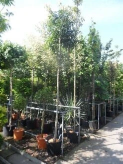 Pluim Es (Fraxinus Ornus 'Meczek') -Tuinplanten Winkel fraxinus ornus meczek 12 14 16ho cont