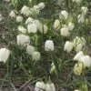 Kievitsbloemen (Fritillaria Meleagris 'Alba') -Tuinplanten Winkel fritillaria meleagris alba 6
