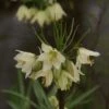 Keizerskroon (Fritillaria Raddeana) -Tuinplanten Winkel fritillaria raddeana 3