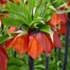 Keizerskroon (Fritillaria Imperialis 'Rubra') -Tuinplanten Winkel fritillariaimprubramax3