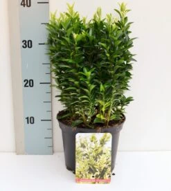 Kardinaalshoed (Euonymus Jap. 'Francien')