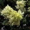 Pluim-es (Fraxinus Ornus) -Tuinplanten Winkel frornus 2