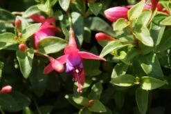 Bellenplant (Fuchsia 'Tom Thumb') -Tuinplanten Winkel fuchsia tom thumb 1