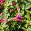 Bellenplant (Fuchsia 'Tom Thumb') -Tuinplanten Winkel fuchsia tom thumb 2