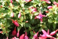 Bellenplant (Fuchsia 'Tom Thumb') -Tuinplanten Winkel fuchsia tom thumb 3