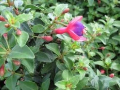 Bellenplant (Fuchsia 'Tom Thumb') -Tuinplanten Winkel fuchsia tom thumb 1