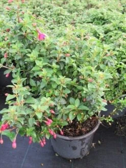 Bellenplant (Fuchsia 'Tom Thumb') -Tuinplanten Winkel fuchsia tom thumb 2