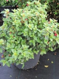 Bellenplant (Fuchsia 'Tom Thumb') -Tuinplanten Winkel fuchsia tom thumb 3