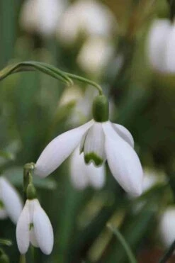 Sneeuwklokjes (Galanthus Nivalis) -Tuinplanten Winkel galanthus