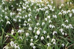 Sneeuwklokjes (Galanthus Nivalis) -Tuinplanten Winkel galanthus 2