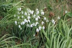 Sneeuwklokjes (Galanthus Nivalis) -Tuinplanten Winkel galanthus nivalis 1
