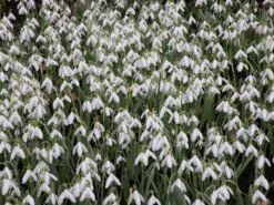 Sneeuwklokjes (Galanthus Nivalis) -Tuinplanten Winkel galanthus nivalis 8