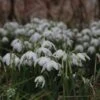 Sneeuwklokjes (Galanthus Nivalis 'Flore Pleno') -Tuinplanten Winkel galanthus nivalis florepleno 13