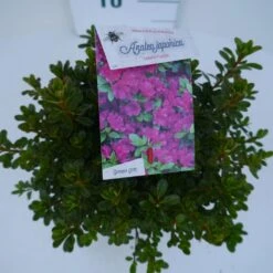 Japanse Azalea (Rhododendron 'Geisha Purple') -Tuinplanten Winkel geisha purple c2 boven 1