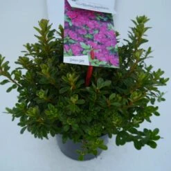 Japanse Azalea (Rhododendron 'Geisha Purple') -Tuinplanten Winkel geisha purple c2 zij 1