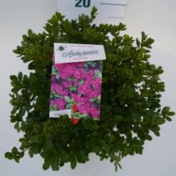 Japanse Azalea (Rhododendron 'Geisha Purple') -Tuinplanten Winkel geisha purple c4 boven 1