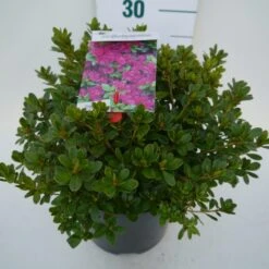 Japanse Azalea (Rhododendron 'Geisha Purple') -Tuinplanten Winkel geisha purple c4 zij 1