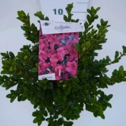 Japanse Azalea (Rhododendron 'Geisha Red') -Tuinplanten Winkel geisha red c2 boven